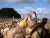 Hitte en droogte drukken opbrengst uien en aardappelen