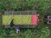 Europa plukt veel minder appels, maar meer peren