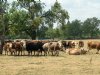 Droogte zet Britse melkveehouderij onder druk
