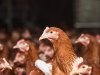 Vlaamse varkensstapel krimpt, pluimveesector groeit door schaalvergroting