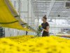 ‘Vergroening vergt meer dan pilots’