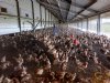 ‘Goed voor je dieren zorgen vind ik het allermooiste aan dit vak’