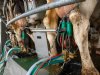IBR kost dagelijks 1,5 tot 2 liter melk per koe