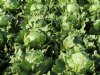 Slim alarmsysteem ontdekt bij slaplant