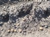 Das zorgt voor flinke schade in aardappelen