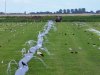 Friese boeren zetten opnieuw land onder water in strijd tegen muizen