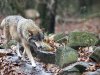 Jagersvereniging roept op tot vroegtijdig en actief beheer wolf