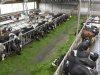 Stikstofdoelen onhaalbaar voor voorlopers Netwerk Praktijkbedrijven