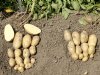 Proefrooiing Aviko wijst op fijne knolmaat fritesaardappelen