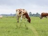 Nieuw virus: ook Nederlandse koeien vertonen verdachte verschijnselen