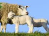 Begrazing dijken steeds minder toegestaan