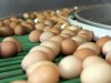 Eiermarkt trekt verder aan, vooral zware eieren duurder