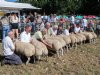 Fokdag Texelaars populairder dan andere jaren