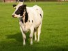 Genetics Consolidated neemt KI-service ProPos over