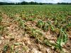 Nitraatvoorraad daalt verder door droogte