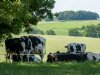 Nieuw knuttenvirus duikt ook op in Friesland en Limburg