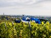 Nederlandse wijnboeren stevenen af op topoogst