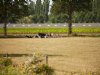 Meer schade door droogte in gras dan in zomer 2022
