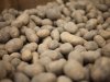 Areaal pootaardappelen krimpt in Noordwest-Europa