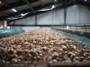 Nederlandse uienexport loopt fors voor op vorig seizoen