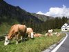Honderden miljoenen droogtesteun voor Oostenrijkse boeren