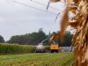 Grote verschillen tussen mais uit noorden en zuiden