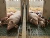 Livar gaat verder onder de naam Meat Limburg