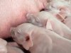 Elke dag stoppen tien varkenshouders in Polen