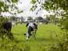 Melkveehouder kan fosfaatruimte slimmer benutten