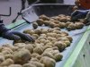 Goede handelsvolumes op aardappelmarkt, maar prijzen doen stapje terug