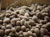 Schonere aardappelen de bewaring in met de Optica S