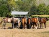 In Nederland meerdere paarden besmet met westnijlvirus