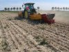 Zeeuwse teler rooit amper 25 ton rode uien per hectare