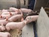 Varkens- en biggenprijzen blijven in week 35 onveranderd
