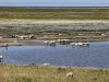 Zomer 2026 breekt Nederlands warmterecord