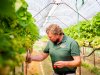 Aardbeien telen tussen weersextremen: storm, hitte en droogte