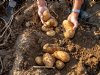 Grofte blijft flink achter bij fritesaardappelen