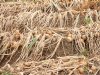 Fertigatie tilt uienopbrengst naar 93 ton per hectare