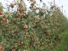 Zonder klimaatadaptatie groeit risico voor Europese fruittelers