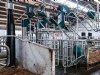 Urine uit koetoilet moet in 2027 als renure beschikbaar komen