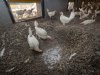 70 procent minder ammoniak uit scharrelruimte met mestschuifel