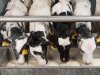 Afspraken over aanpak antibiotica bij kalveren en vleeskuikens