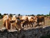 Hier onbekende Guernsey-koeien zorgen voor speciale melk op Kanaaleiland