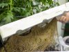 Teelt op water dringt emissies bij snijbloemen terug