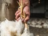 Pluimveesector heeft nog vier maanden om vangen aan poten te stoppen