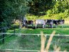 Bomen kunnen grasopbrengst verhogen, maar effect neemt af