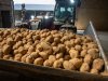 Aardappelmarkt stabiel bij start van hoofdoogst