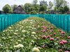 Pioenrozentelers Opmeer overvallen door handhaving bestemmingsplan