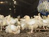 Nederland ziet beter toe op regels voor bezettingsdichtheid vleeskuikens