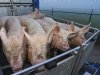 Veewagen ‘stal op wielen’ met risico op virusverspreiding